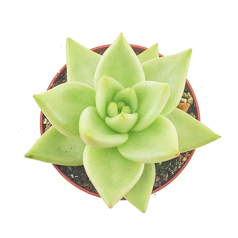 Echeveria Agavoides EBONY