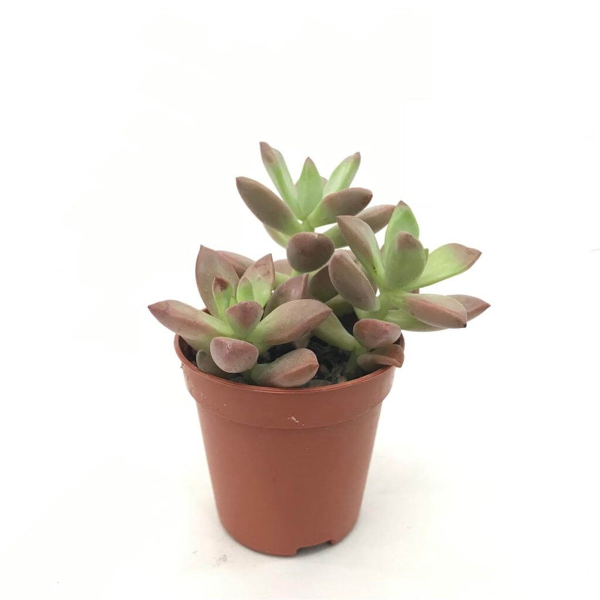 Echeveria Chroma