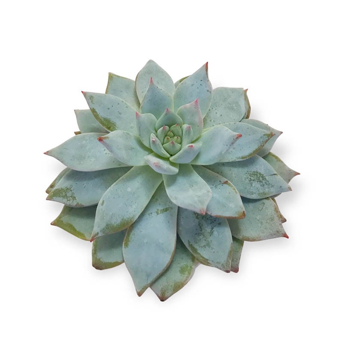 Echeveria Elegance