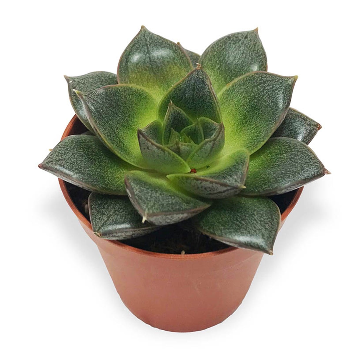 Echeveria purpusorum