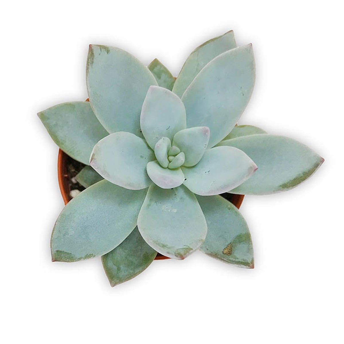 Echeveria Soft Blue