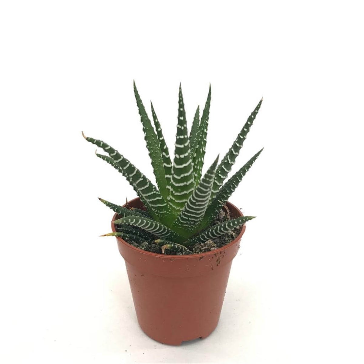Hawortia Attenuata Zebra