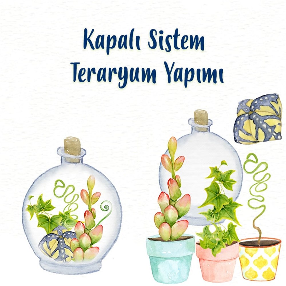 Kapalı Sistem Teraryum Yapımı Eğitimi