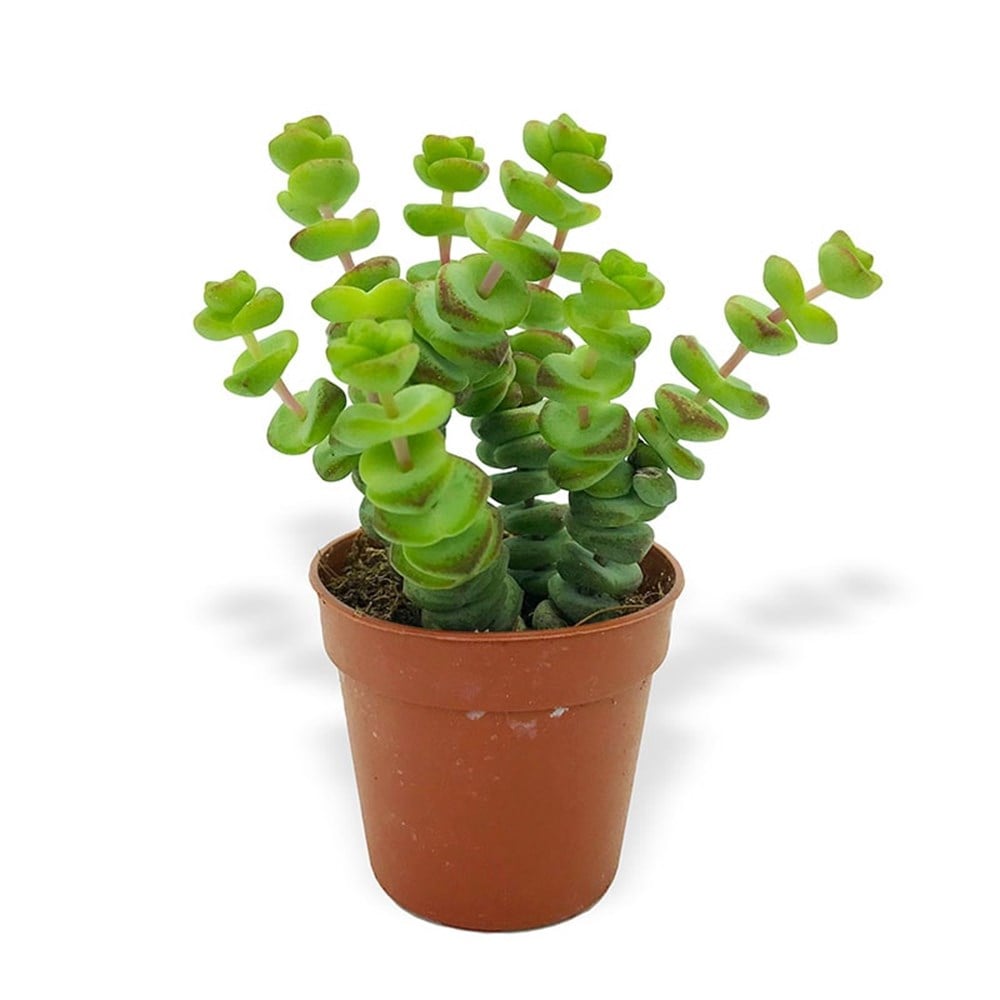 Kedi Merdiveni Sukulent (Crassula Marnieriana)