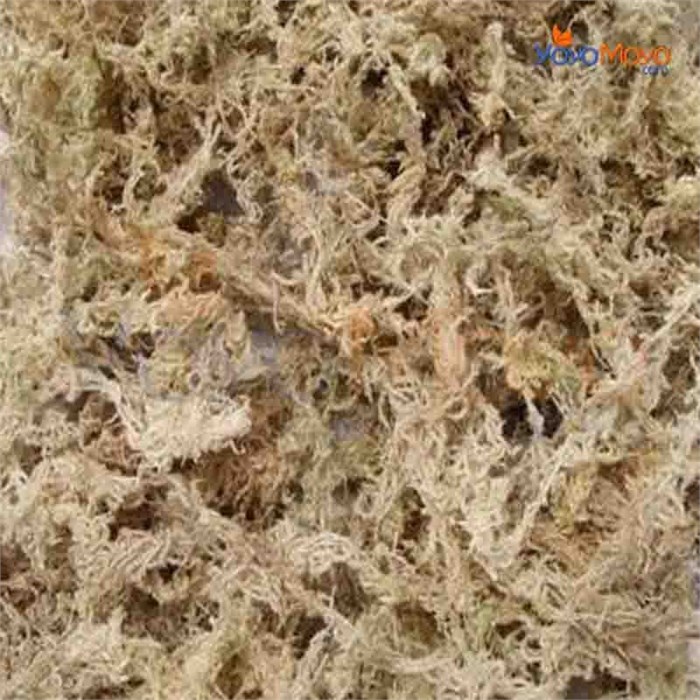 Kuru Sphagnum Yosunu