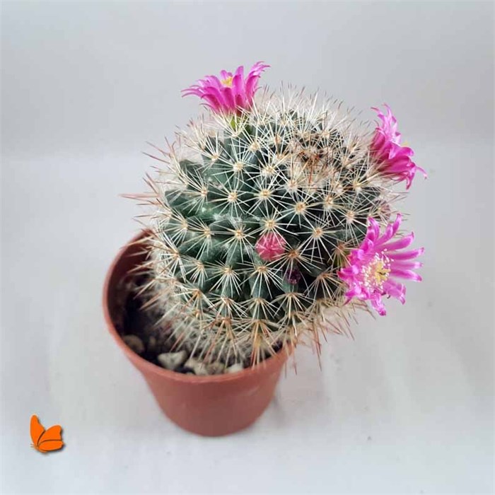 Mamillaria (Pembe Çiçekli)