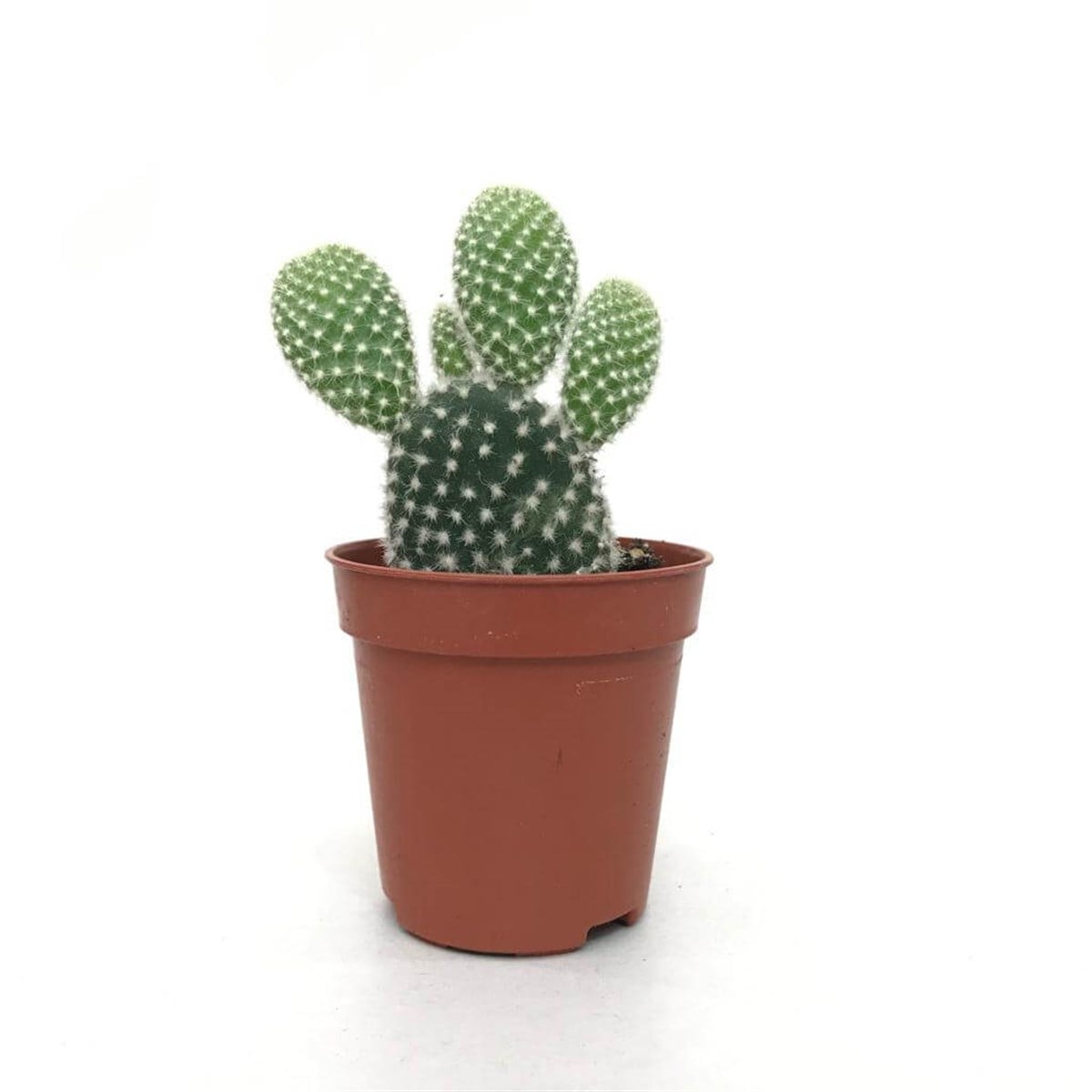 Opuntia Microdasys Albata