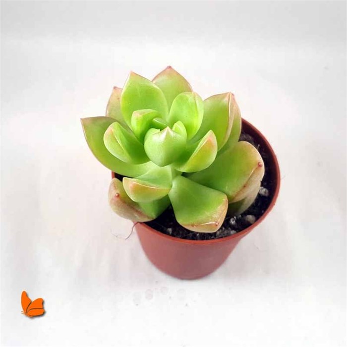 Sedum Adolphii Lime Gold