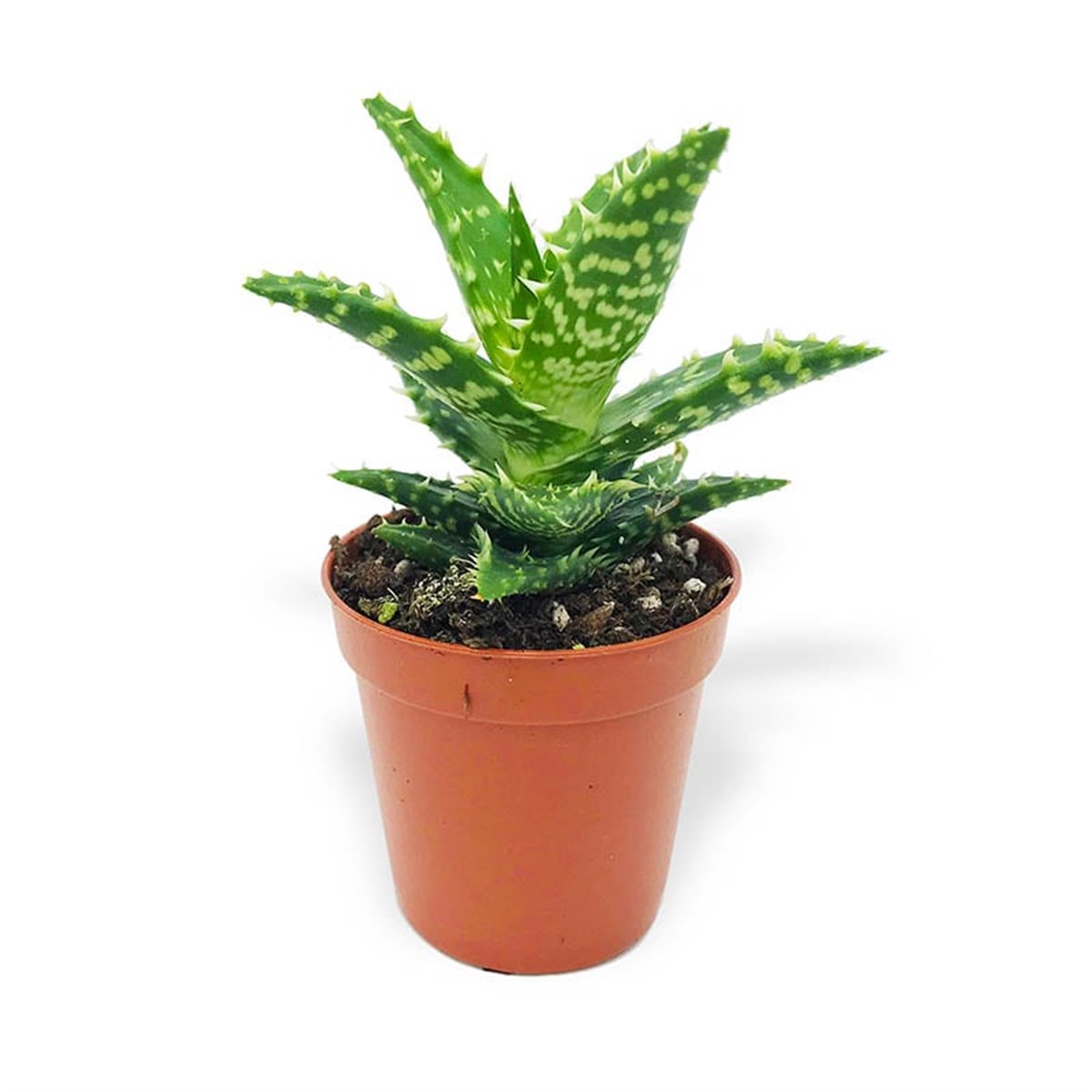 Tigertooth Aloe