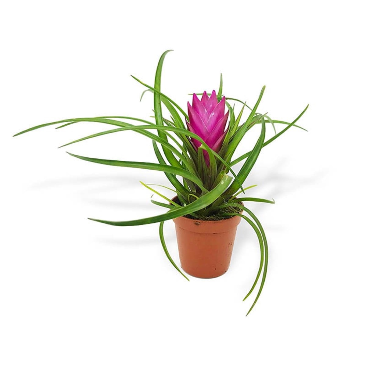 Tillandsia Cyanea