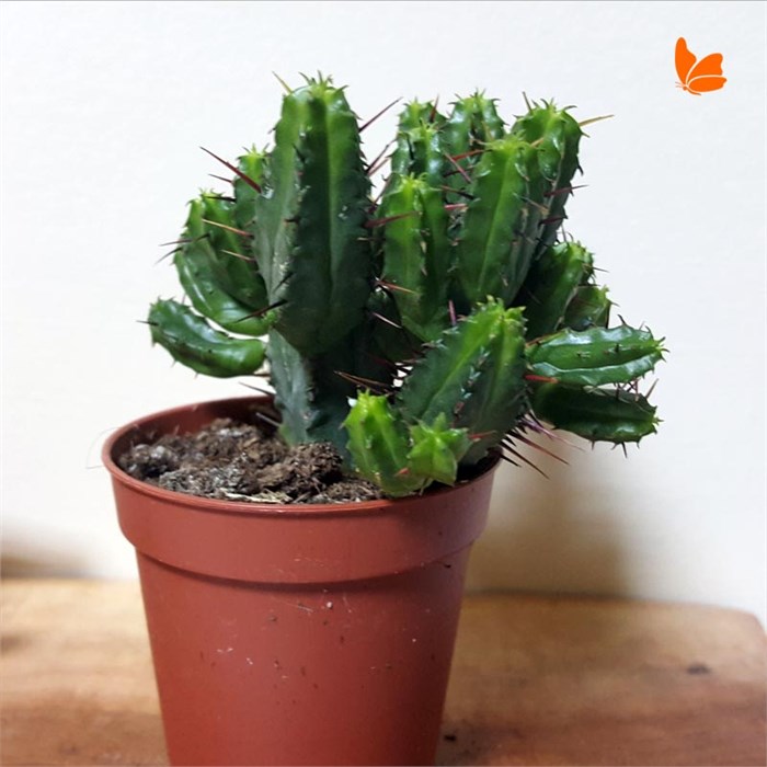 Cereus
