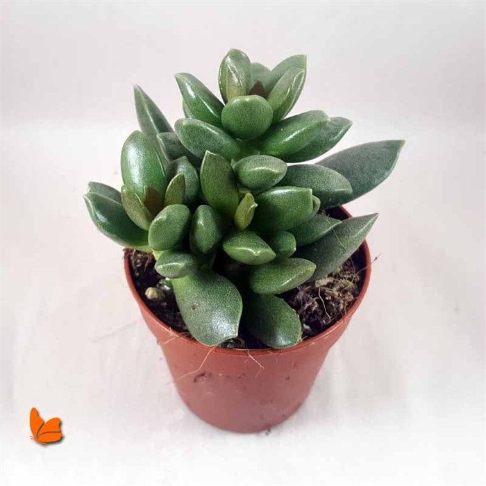 Adromischus Cooperi