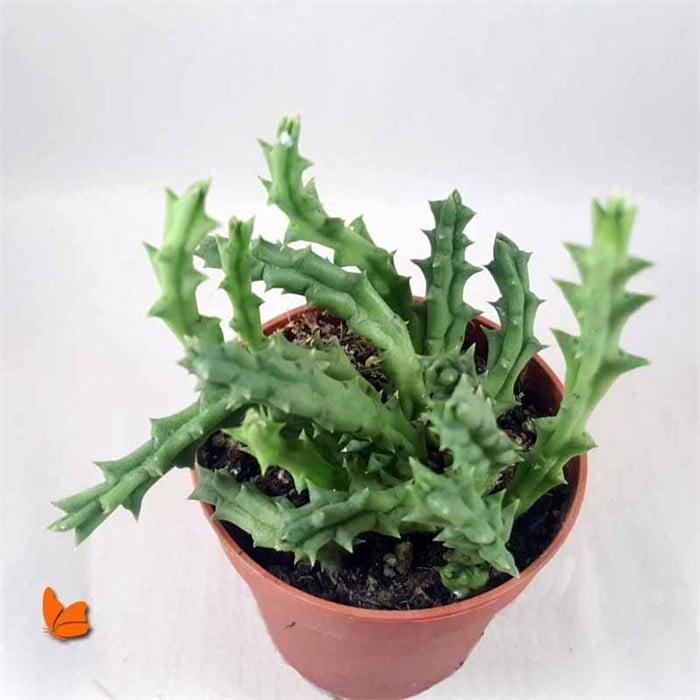 Stapelia