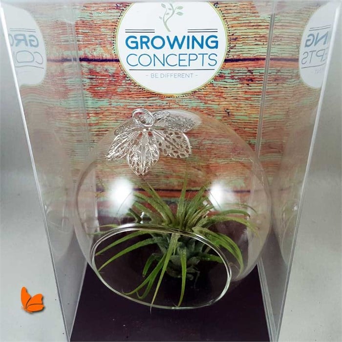 Askılı Air plant