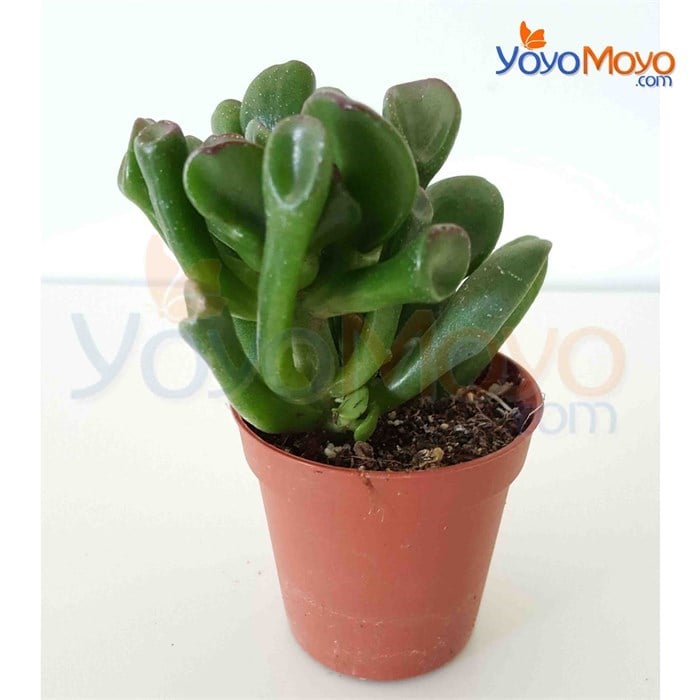 Crassula Gollum