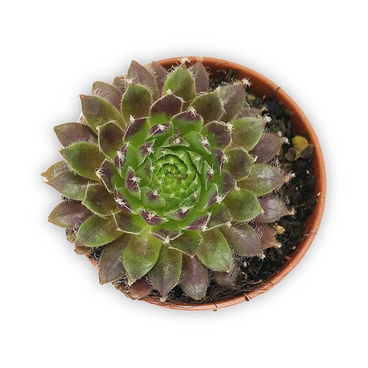 Aeonium Atropurpureum, Teraryum Sukulent