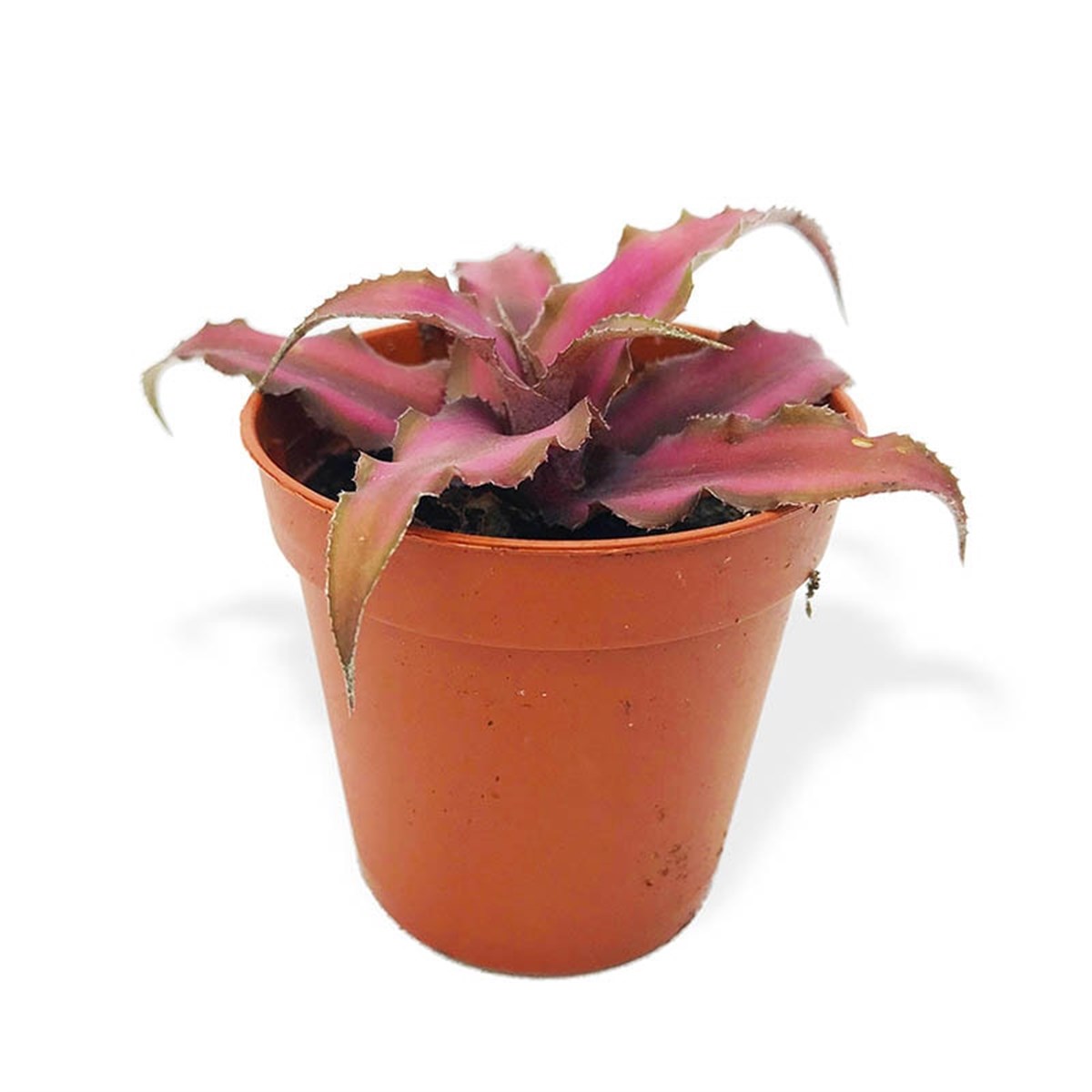 Cryptanthus Bivittatus