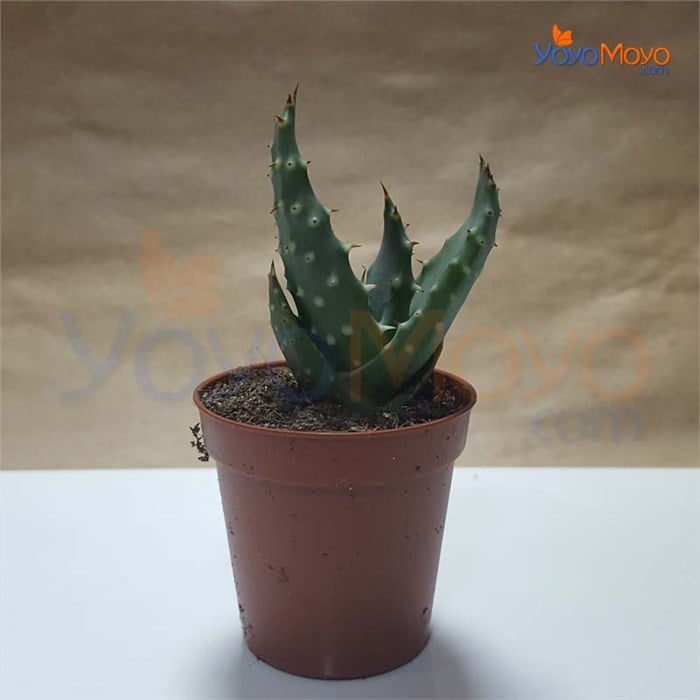 Aloe Ferox