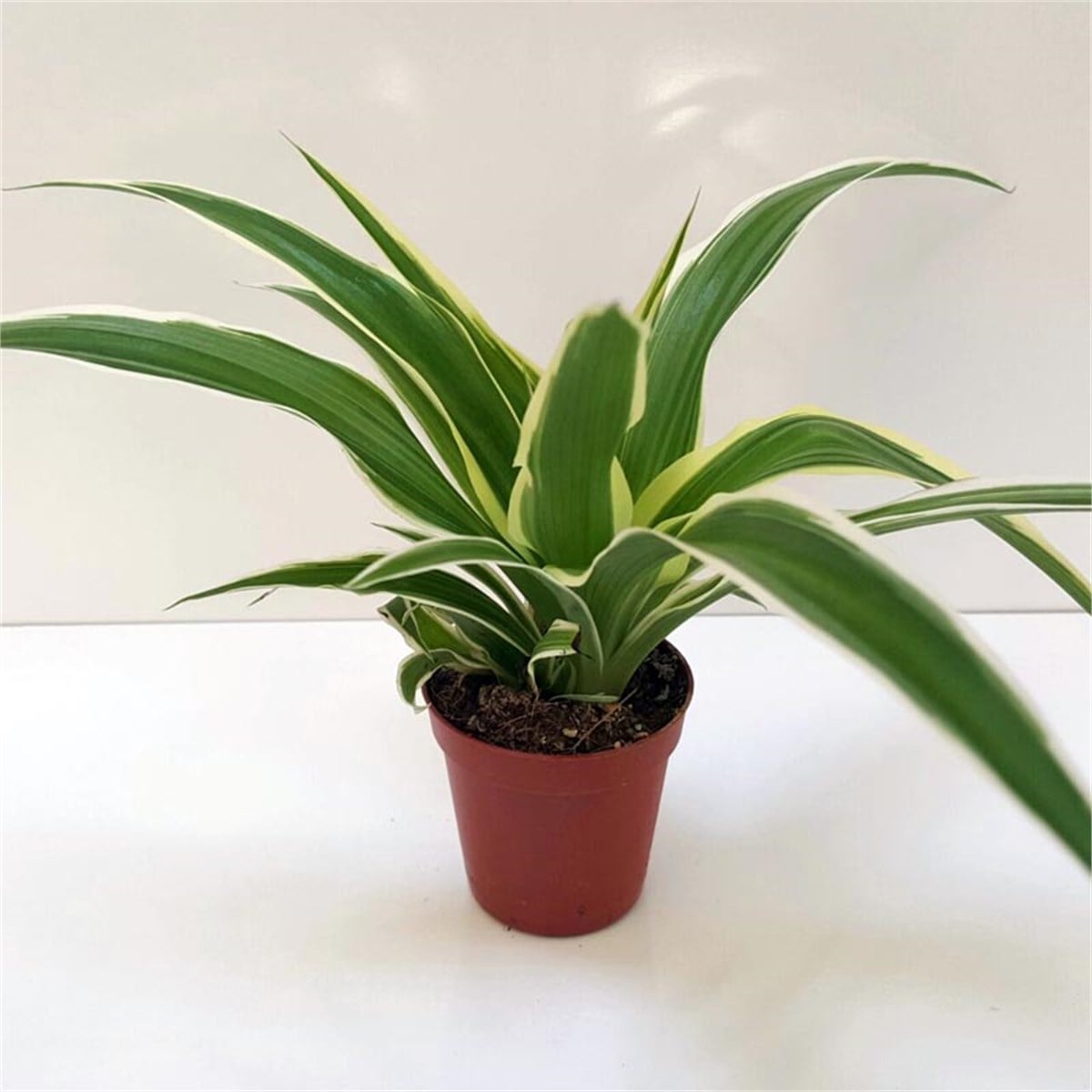 Dracena