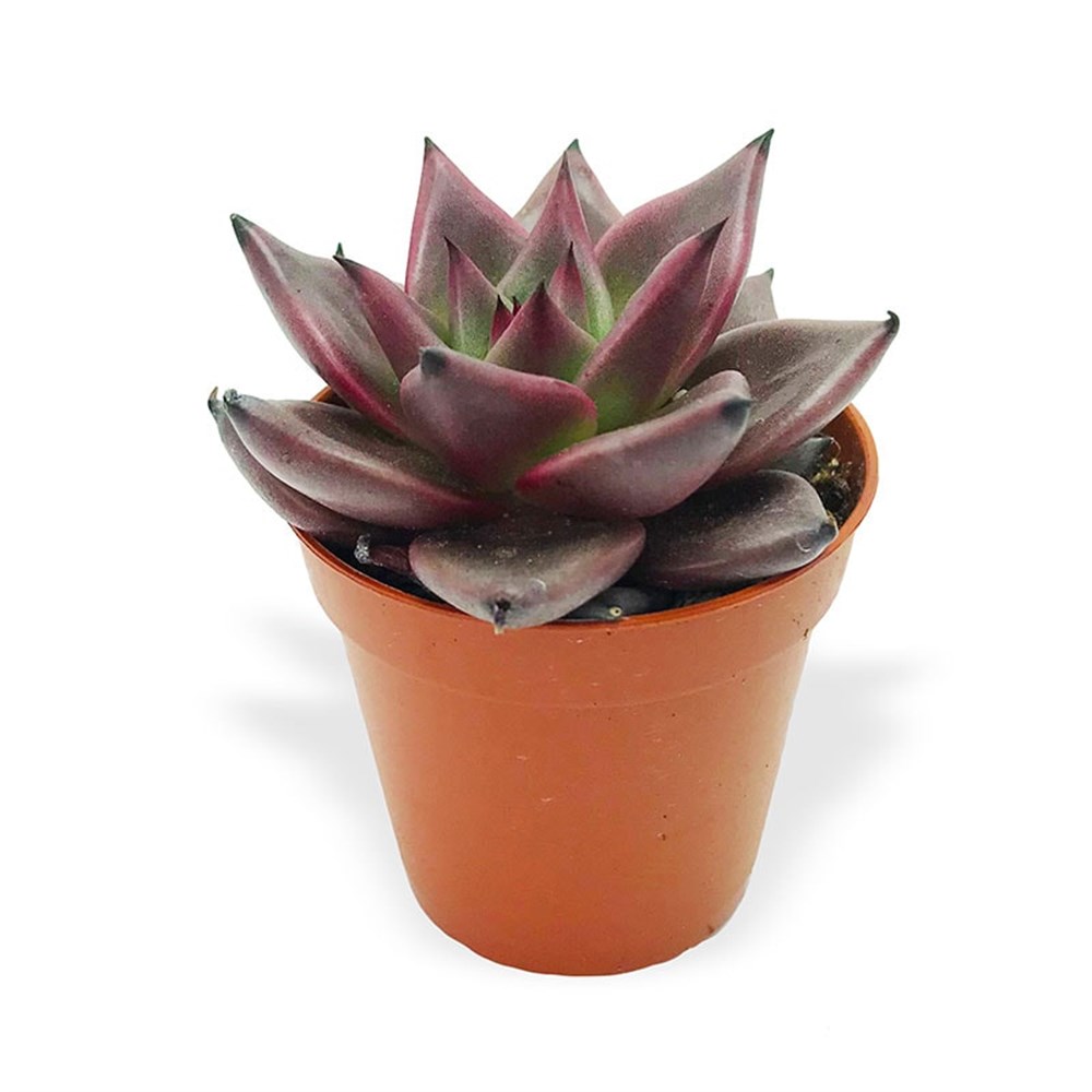 Echeveira Agavoides Romeo