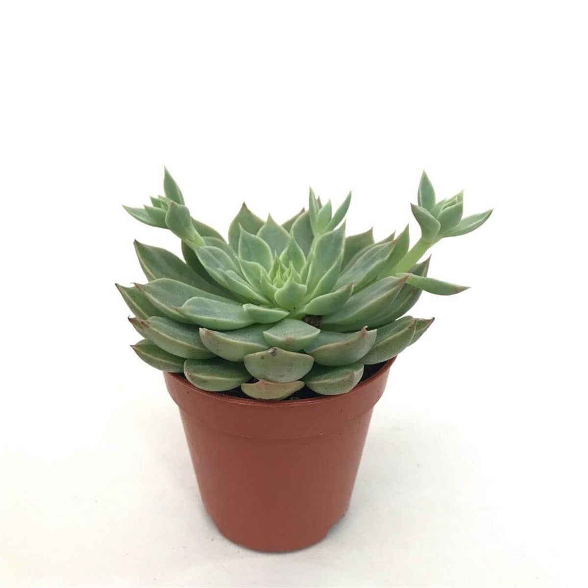 Echeveria Glauca