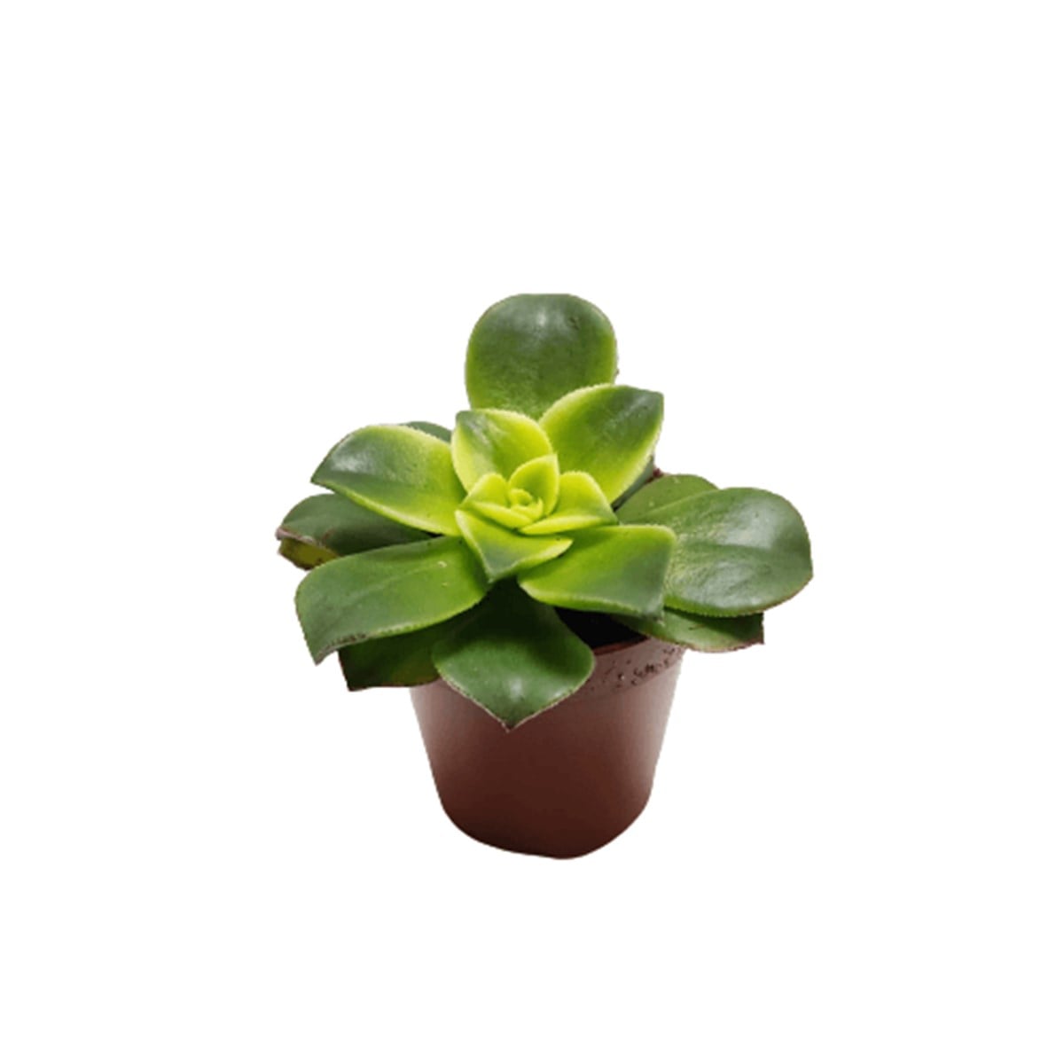 Echeveria Grap