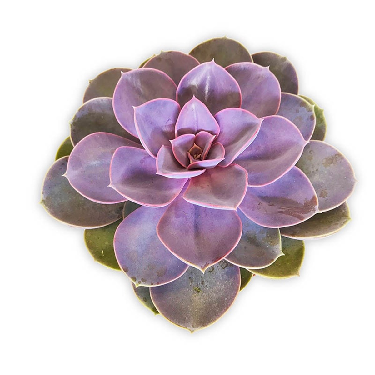 Echeveria Perle Von L
