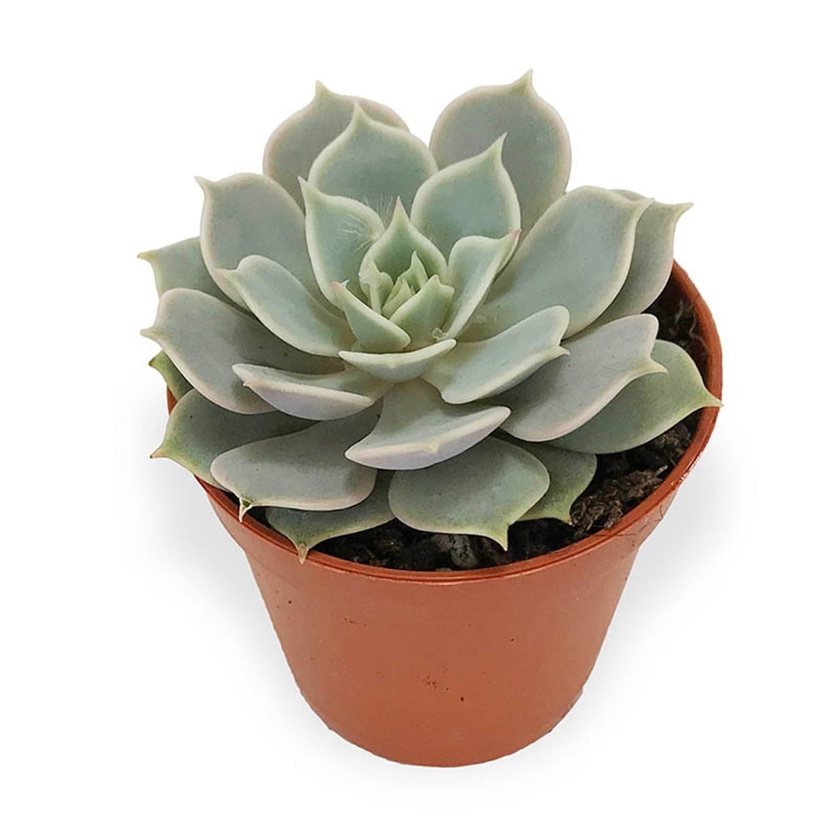Echeveria Soft Green