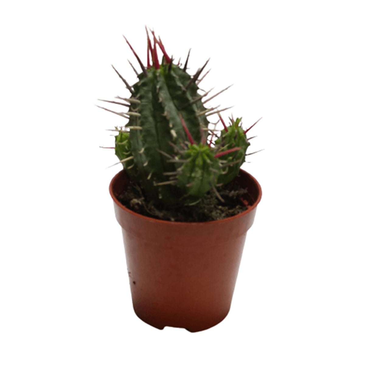 Euphorbia Pseudoglobosa 