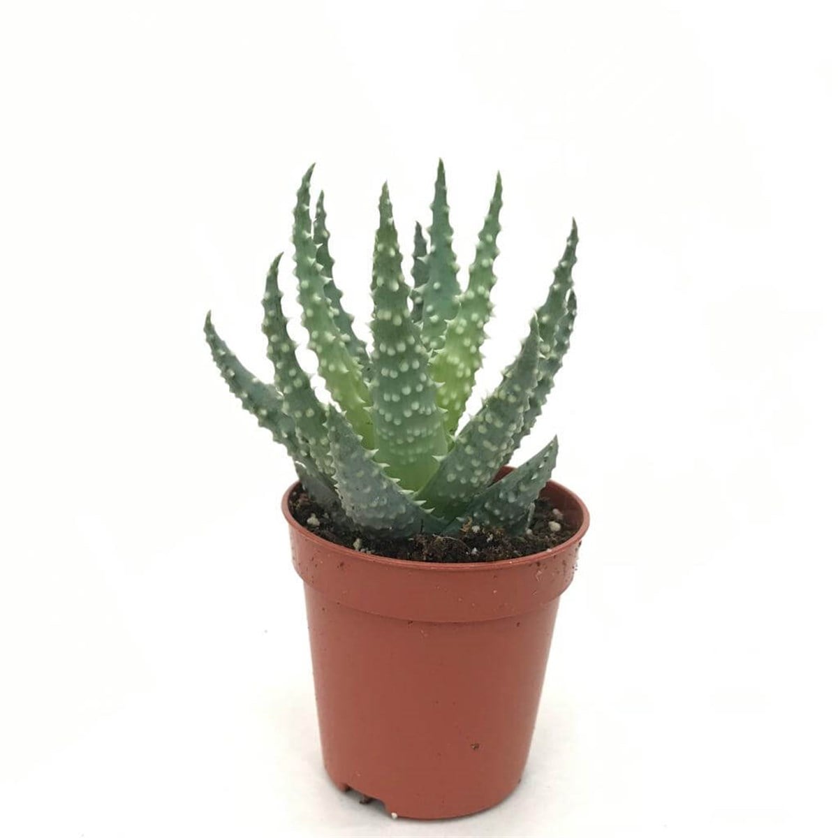 Haworthia Margaritifera