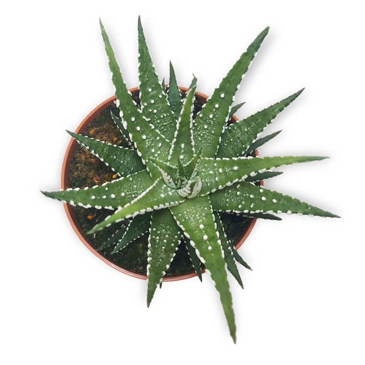 Howertia Outeniquensis