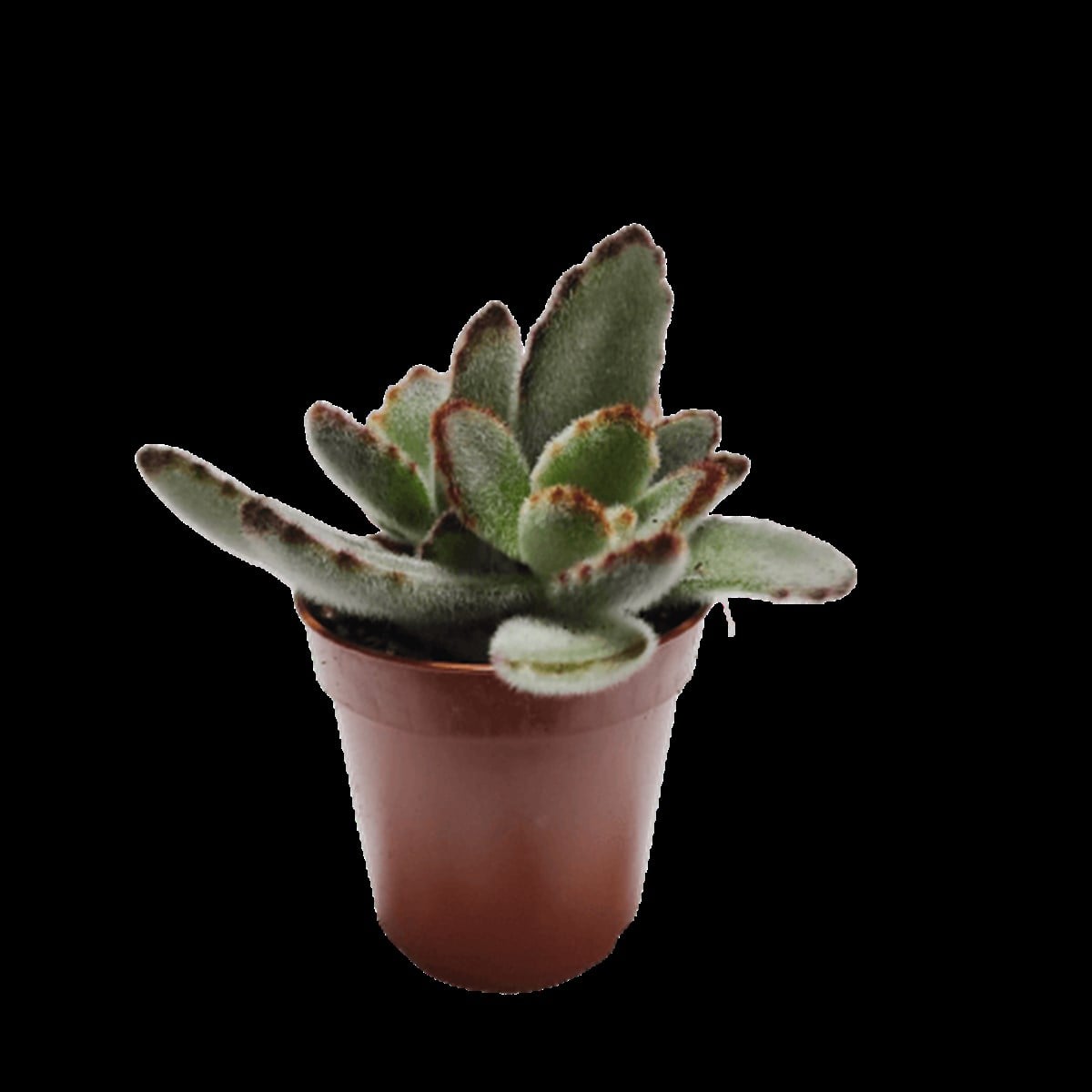 Kalanchoe tomentosa cv. Chocolate Soldier