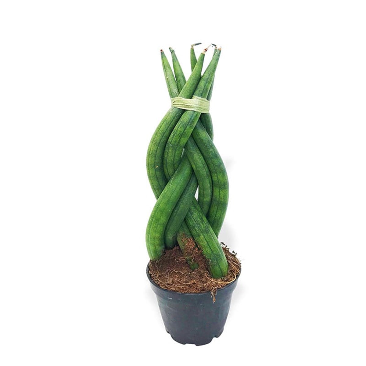 Örgülü Sansevieria