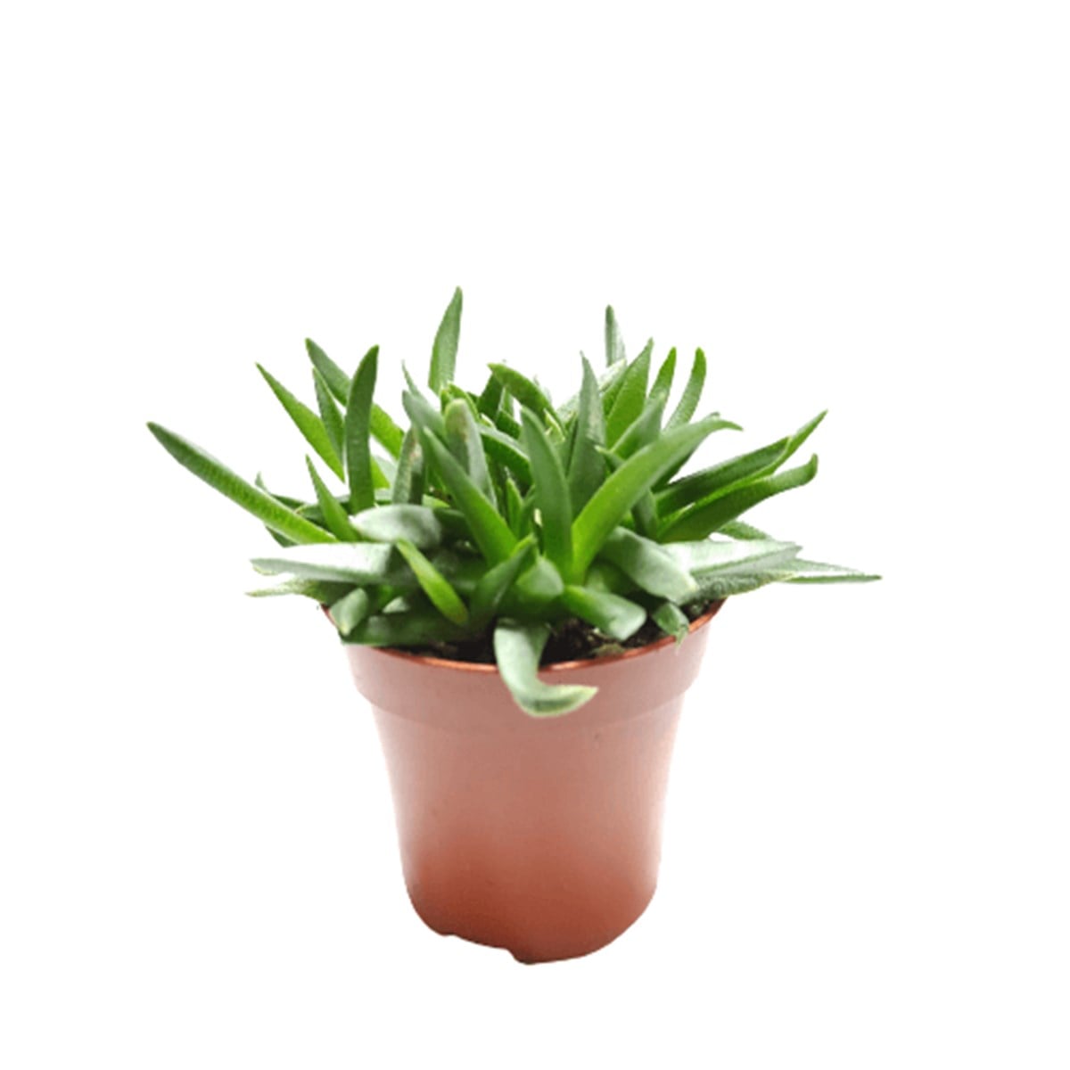 Rhipsalis cereuscula