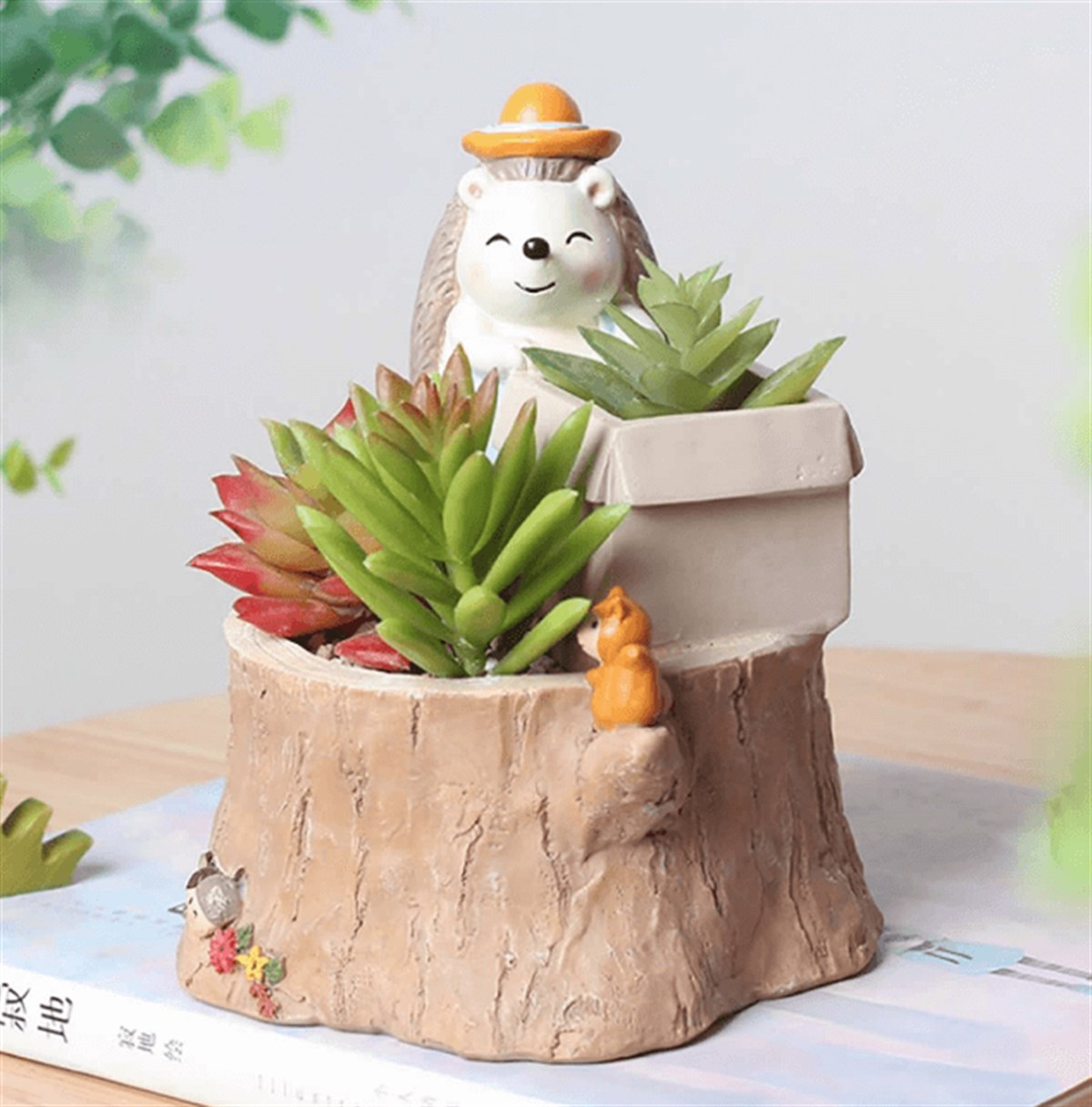 Şapkalı Kirpi Kaktüs Saksısı