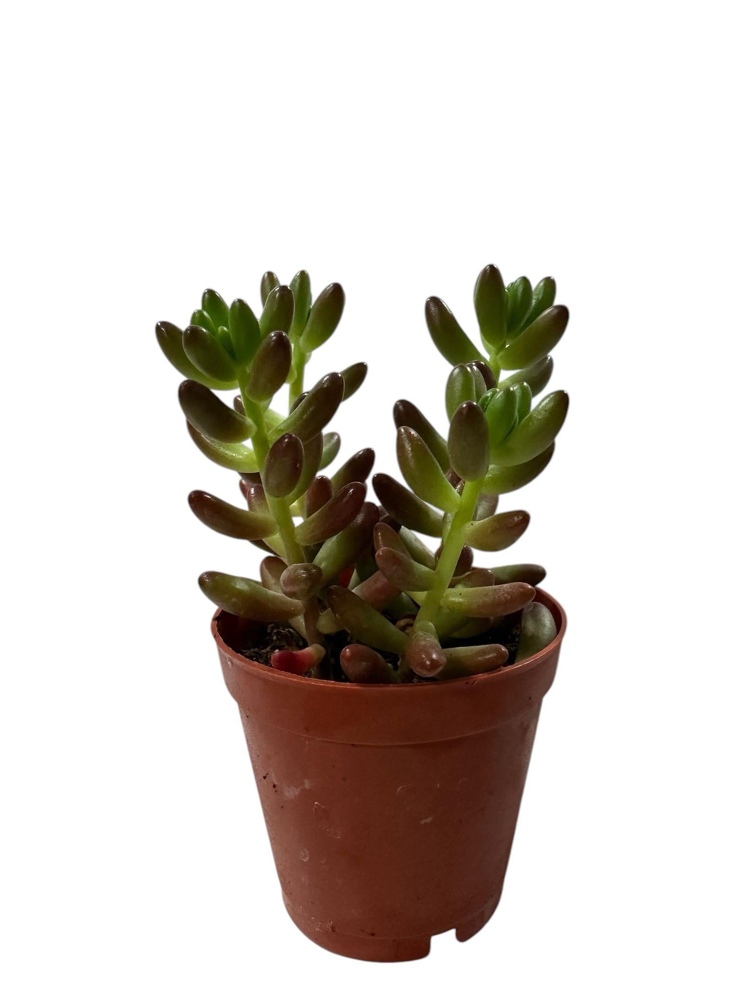 Sedum Mini Red