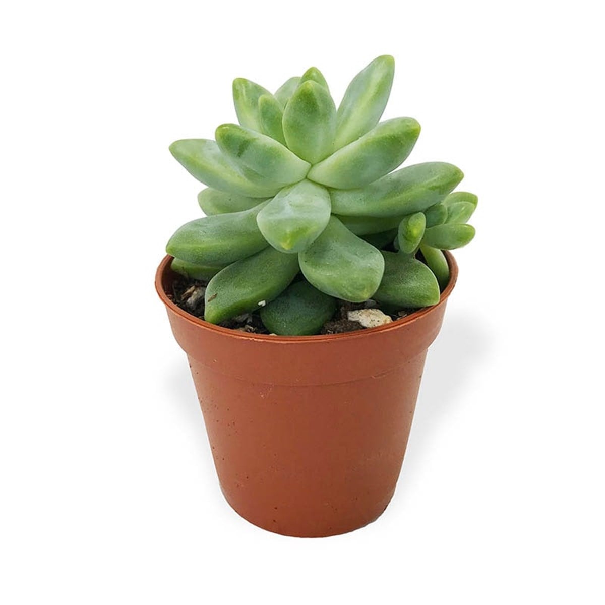 Taç Sukulent, Teraryum Bitkisi