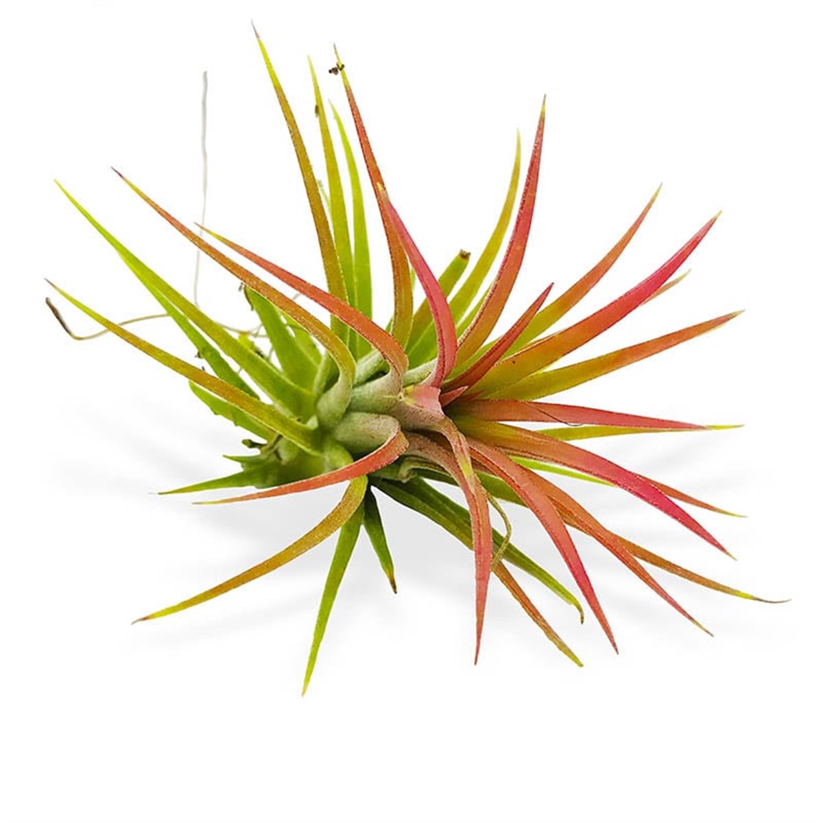Tillandsia - Air Plant, Teraryum Bitkisi