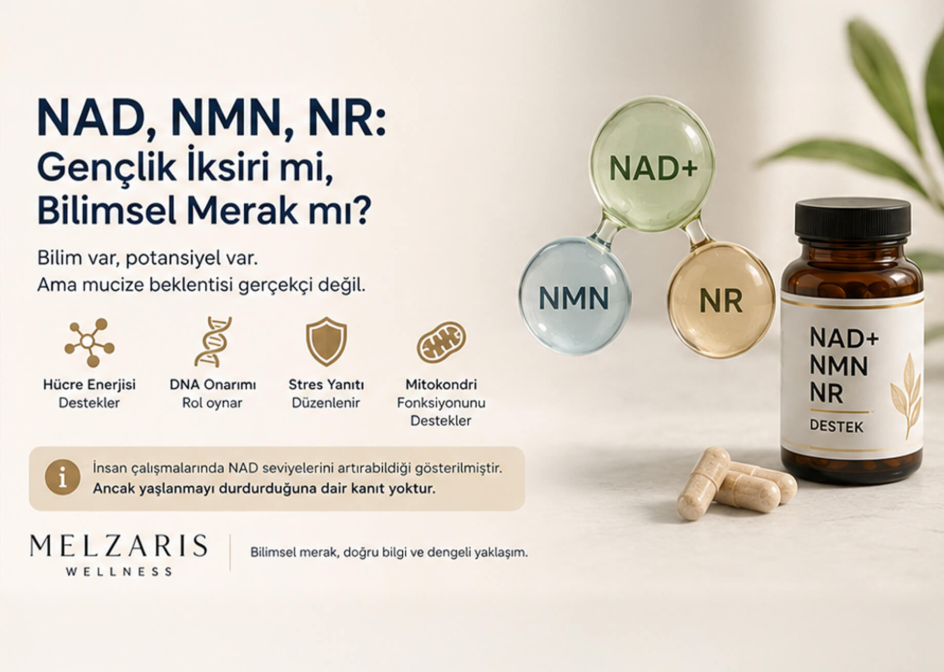 NAD, NMN, NR: Gençlik İksiri mi, Bilimsel Merak mı?