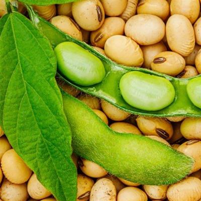 Soya Fasulyesi Yerli Tohum (20 Adet)