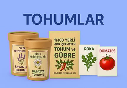Tohumlar