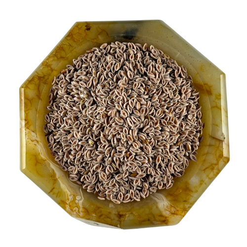 Karnıyarık Otu Tohumu 100g