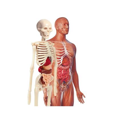 Clementoni İlk Keşiflerim İnsan Anatomisi