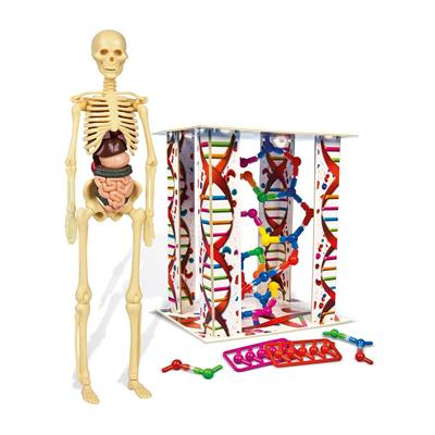 Clementoni İlk Keşiflerim İnsan Anatomisi