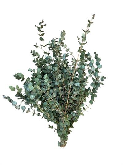 Okaliptus Yeşillik