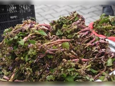 Doğal  Zılbıt -Hodan Otu -Kaldırık Otu 1 kg