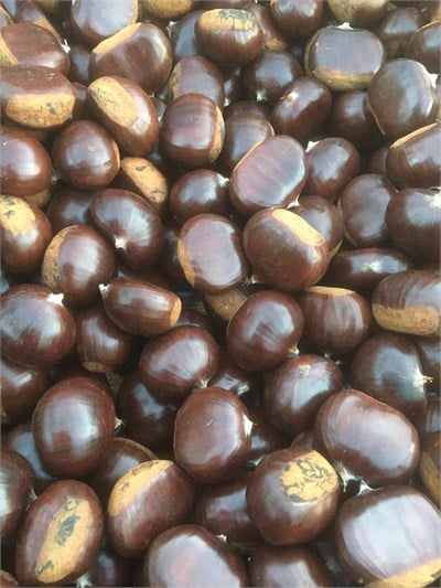 Erfelek Kuzu Kestanesi Duble Boy 3 KG