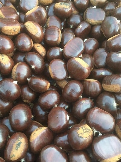 Erfelek Kuzu Kestanesi Duble Boy 5 KG