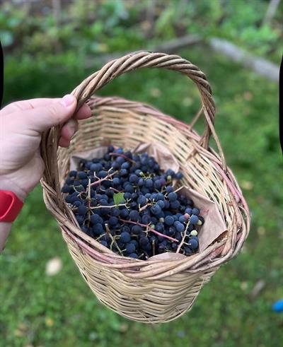 Kokulu Siyah Üzüm 5 kg
