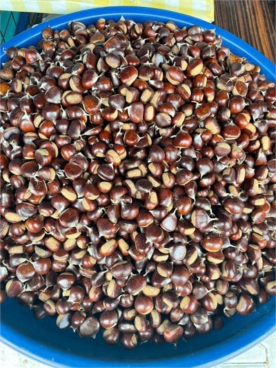 Erfelek Kuzu Kestanesi Küçük Boy  5 KG